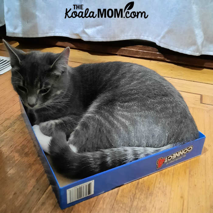 Grey cat napping in a Connect4 box.