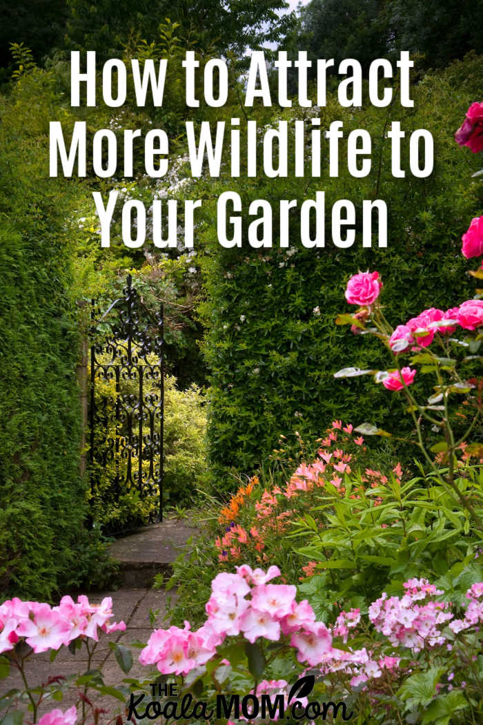 How to Attract More Wildlife to Your Garden
