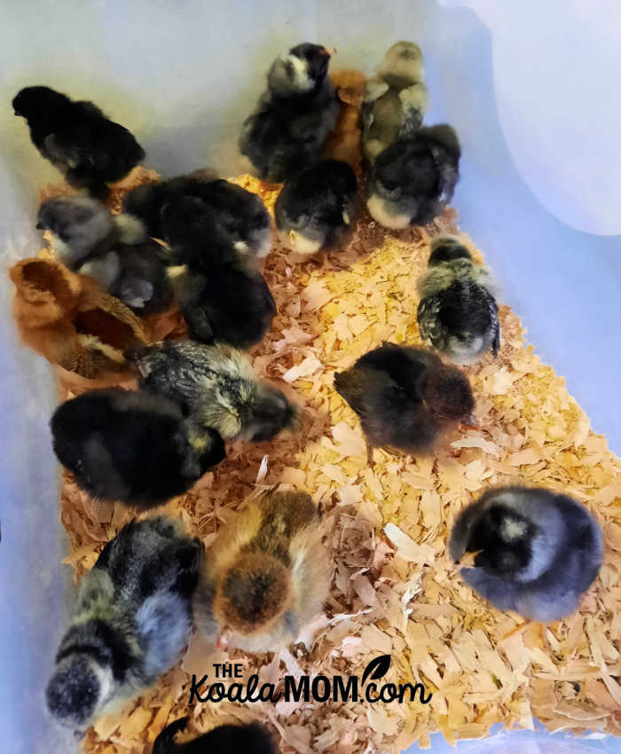 All the baby chicks hatched during one chick hatching experience.