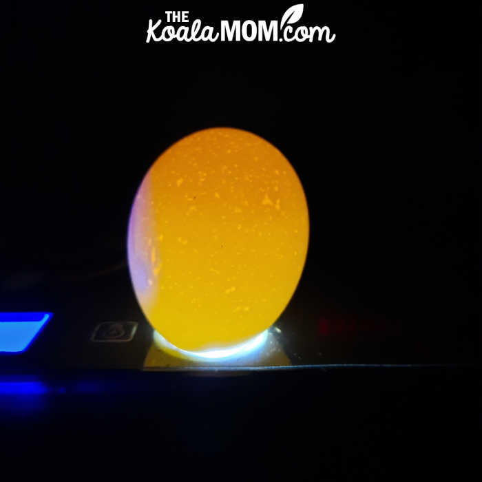 Candling a chicken egg during our chick hatching experience.