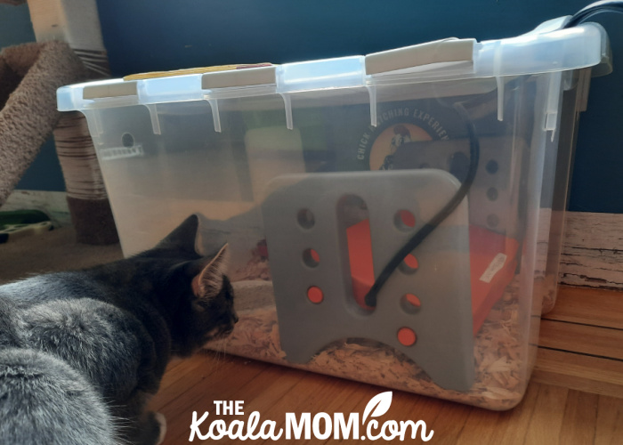 Grey cat watching chicks in a plastic bin.