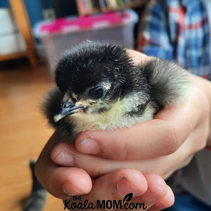 Girl holding a black-and-yellow-baby chick