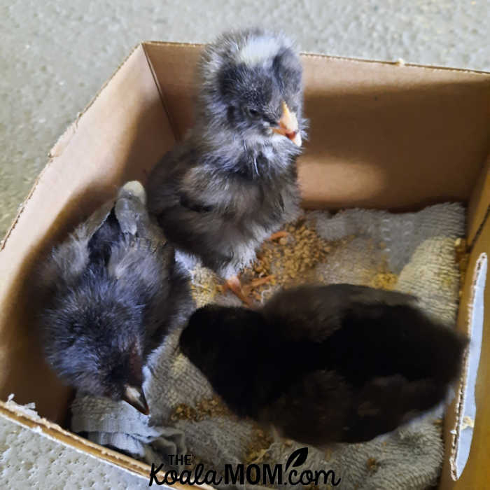 Three week-old black chicks in a box.