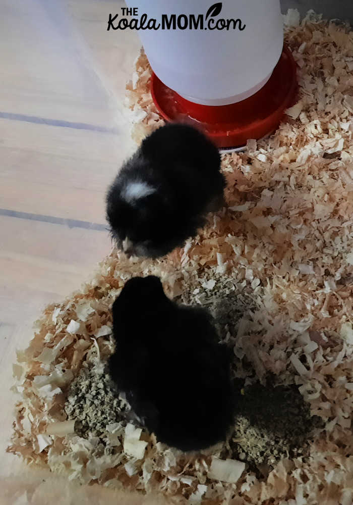 Two black chicks in their bin.