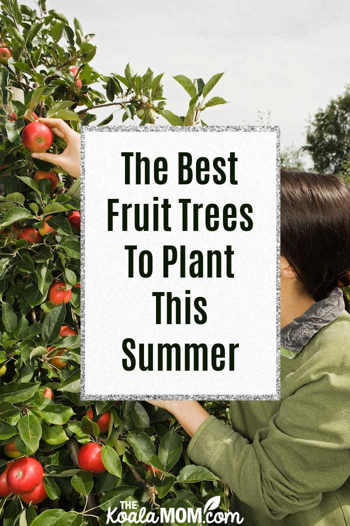The Best Fruit Trees To Plant This Summer.