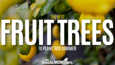 The Best Fruit Trees To Plant This Summer