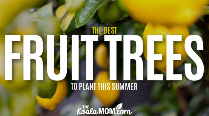 The Best Fruit Trees To Plant This Summer