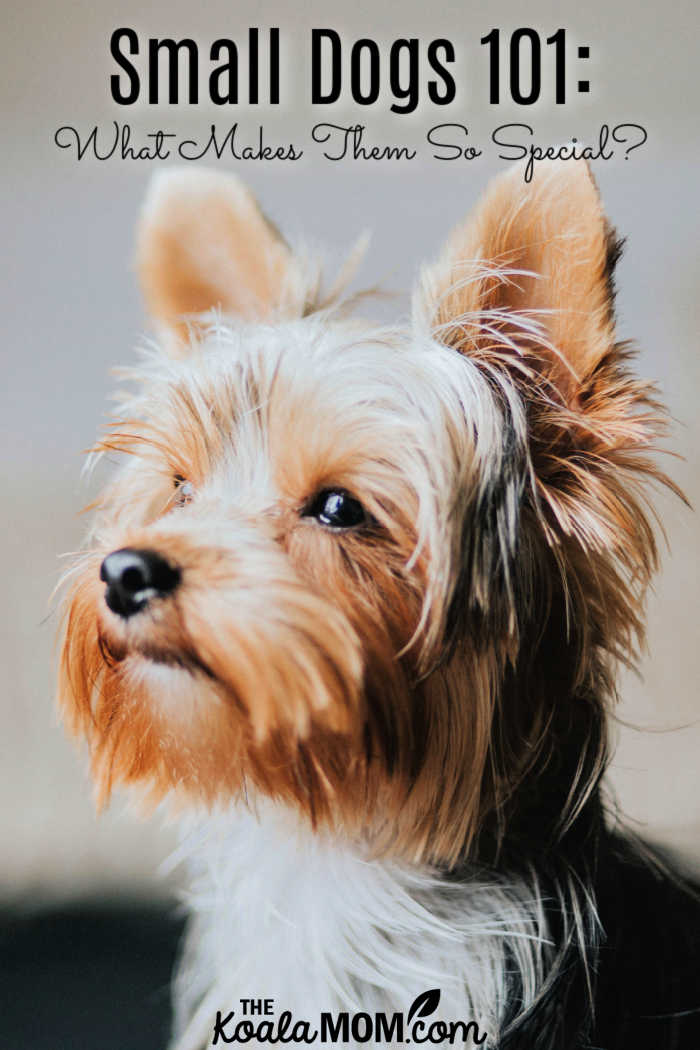 Small Dogs 101 - What Makes Them So Special? Photo by Fernanda Nuso on Unsplash. 