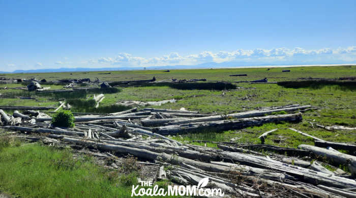 Views of the ocean from the West Dyke Trail in Richmond, BC.