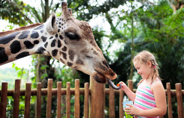 Family feeding giraffe in zoo. Children feed giraffes in tropical safari park during summer vacation. Kids watch animals. Little girl giving fruit to wild animal.