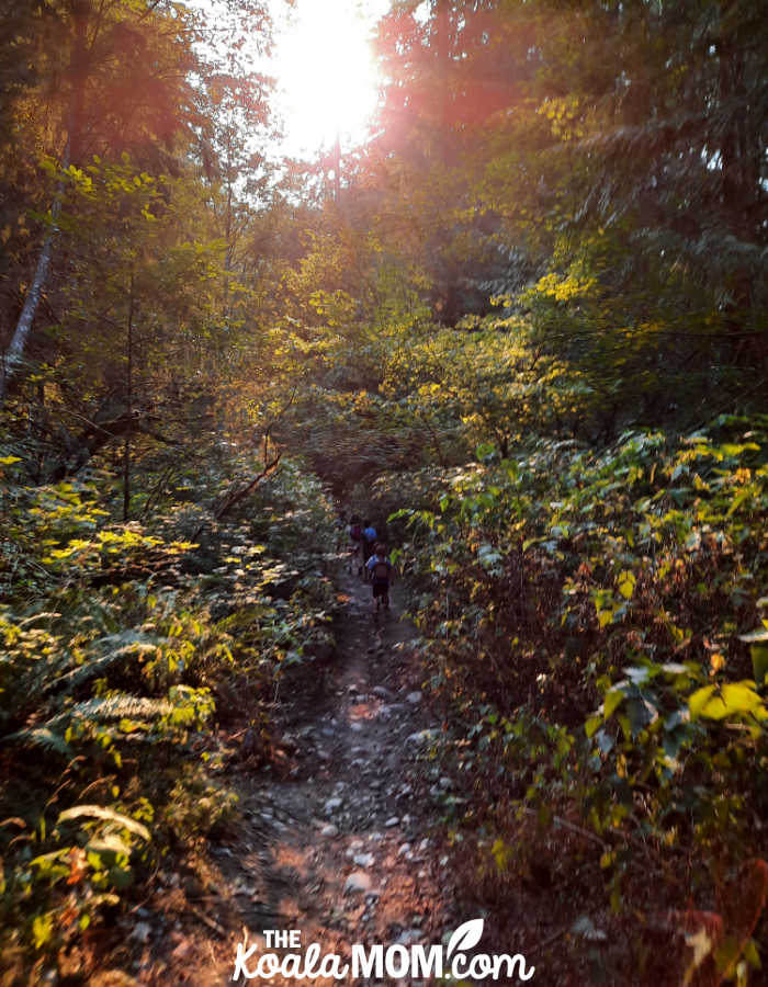 Sun through the trees on a hiking trail.