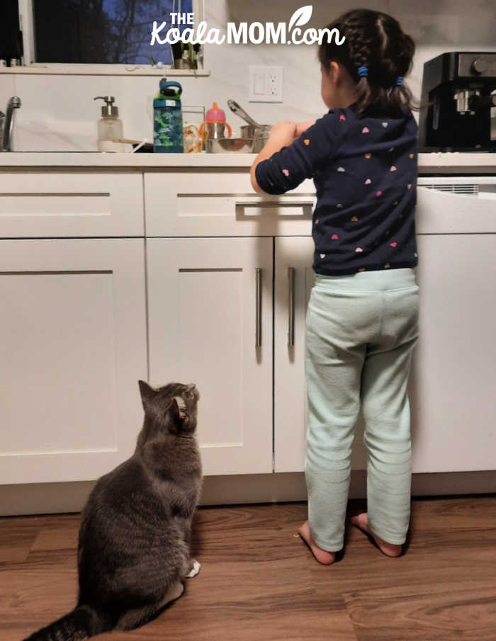 Girl feed her grey cat as he watches her patiently.