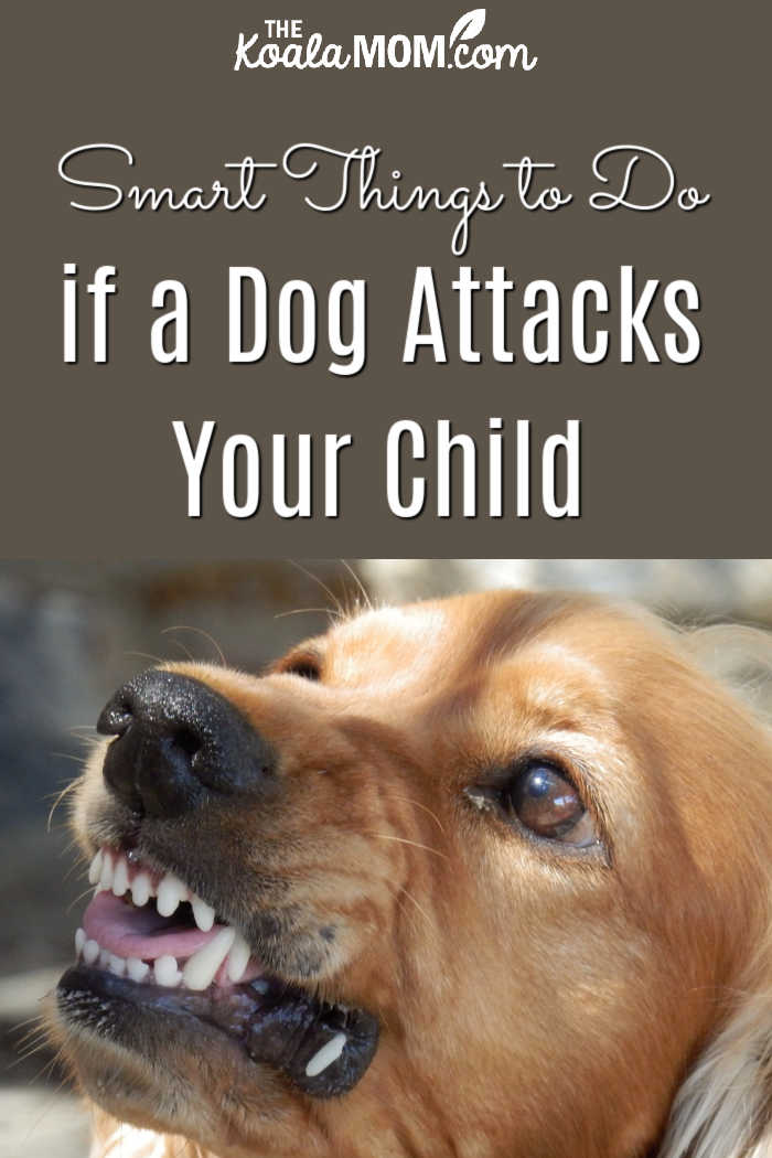 Smart Things to Do if a Dog Attacks Your Child. Image of growling golden retriever dog by Free.gr from Pixabay 