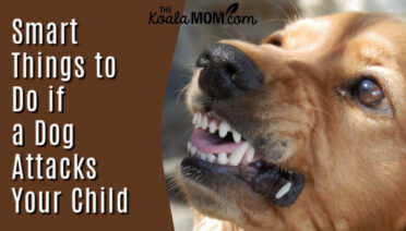 Smart Things to Do if a Dog Attacks Your Child. Image of growling golden retriever dog by Free.gr from Pixabay