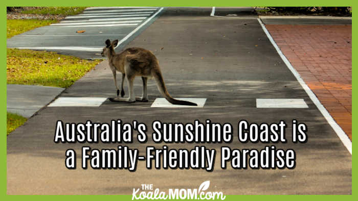 Australia's Sunshine Coast is a Family-Friendly Paradise. Photo of a kangaroo standing in the middle of the road by Rachel Schauerman on Unsplash.