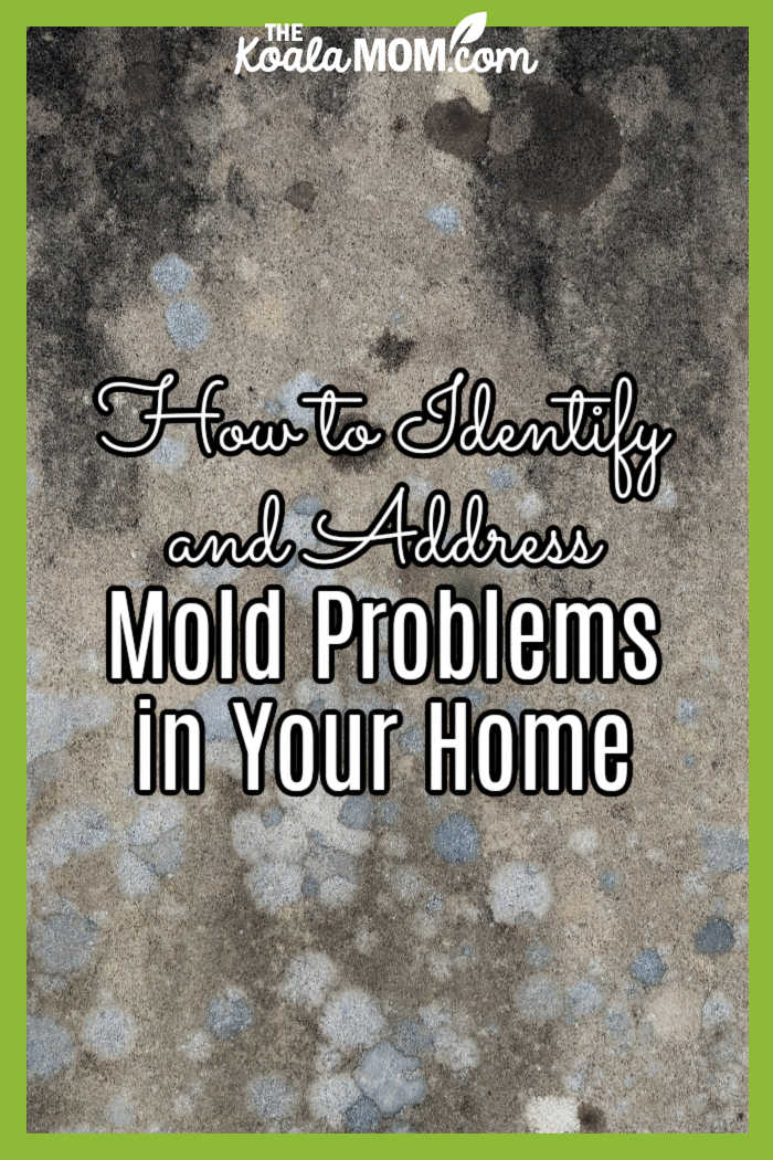 How to Identify and Address Mold Problems in Your Home. Photo of mold on wall by Andrew Small on Unsplash