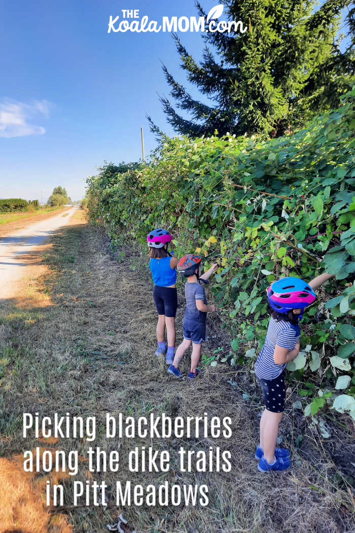 Kids picking blackberries along the dike trails in Pitt Meadows.