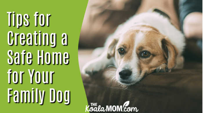 Tips for Creating a Safe Home for Your Family Dog. Photo of dog on couch with head resting on his paws by Robert Larsson on Unsplash.