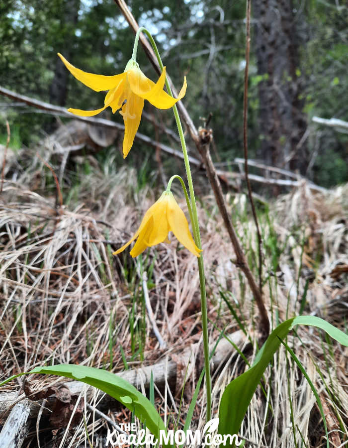 Early spring flowers in Manning Park.