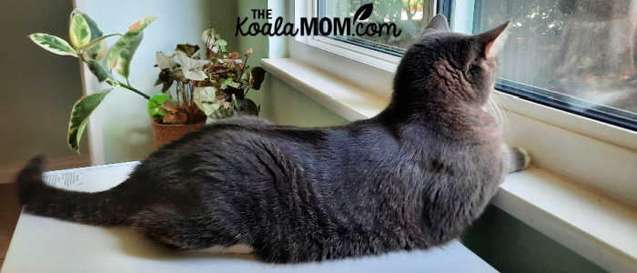 Cat sitting at window, looking out. Photo by Bonnie Way.