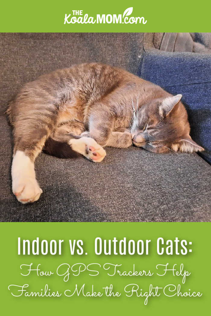 Indoor vs. Outdoor Cats: How GPS Trackers Help Families Make the Right Choice. Photo of grey cat curled up in grey chair by Bonnie Way.