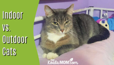 Indoor vs. outdoor cats. Photo of grey cat sitting on pillow by Bonnie Way.