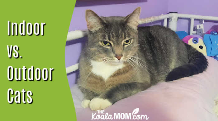 Indoor vs. outdoor cats. Photo of grey cat sitting on pillow by Bonnie Way. 
