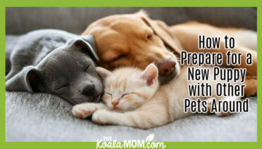 How to Prepare for a New Puppy with Other Pets Around. Stock photo of kitten sleeping with two dogs via Adobe.