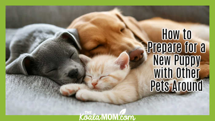How to Prepare for a New Puppy with Other Pets Around. Stock photo of kitten sleeping with two dogs via Adobe.