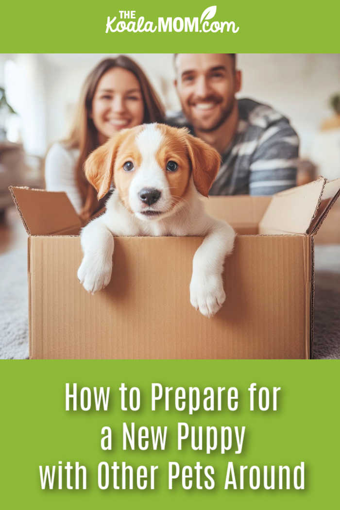 How to Prepare for a New Puppy with Other Pets Around. Stock photo of cute brown and orange puppy in a box with a couple behind it via Adobe.