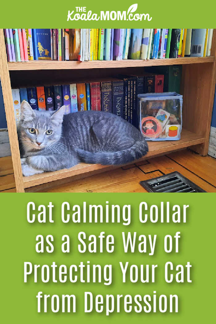 Cat Calming Collar as a Safe Way of Protecting Your Cat from Depression. Photo of grey cat sitting on the bottom of a bookshelf by Bonnie Way.