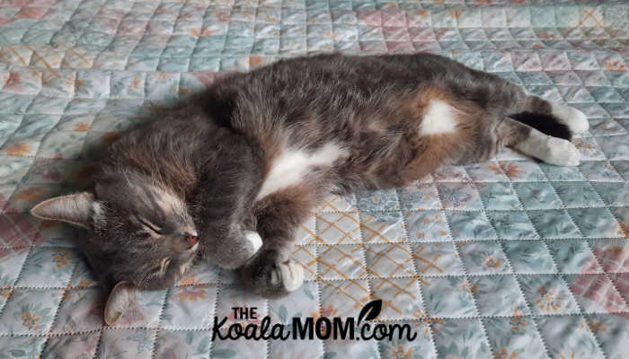 Grey cat stretched out on his side on a bed, sleeping. Photo by Bonnie Way.