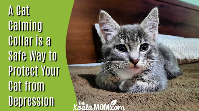Cat Calming Collar as a Safe Way of Protecting Your Cat from Depression. Photo of cute grey kitten looking at camera by Bonnie Way.