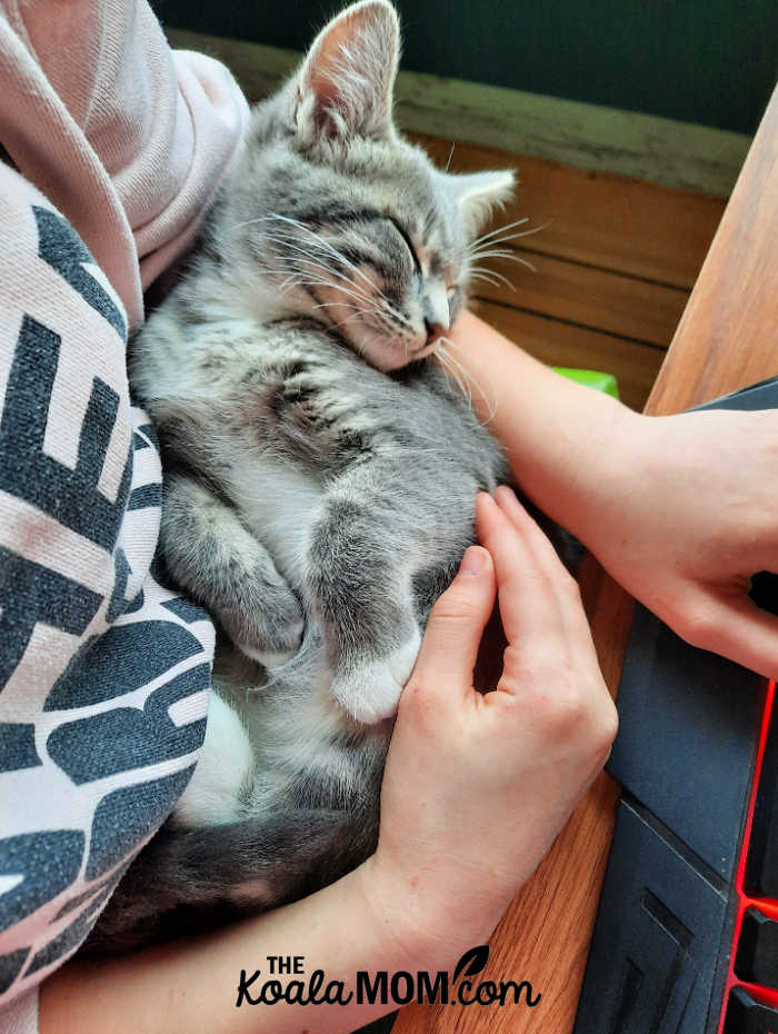 Cat sleeping in a girl's lap as she works at a computer. Photo by Bonnie Way.
