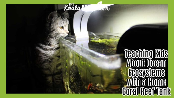 Teaching Kids About Ocean Ecosystems with a Home Coral Reef Tank. Photo of cat looking at home aquarium by Thành Hoàng via Pexels.