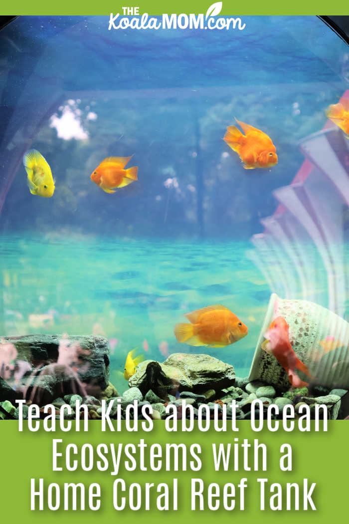 Teaching Kids About Ocean Ecosystems with a Home Coral Reef Tank. Photo of home aquarium by Echoe Z via Pexels.