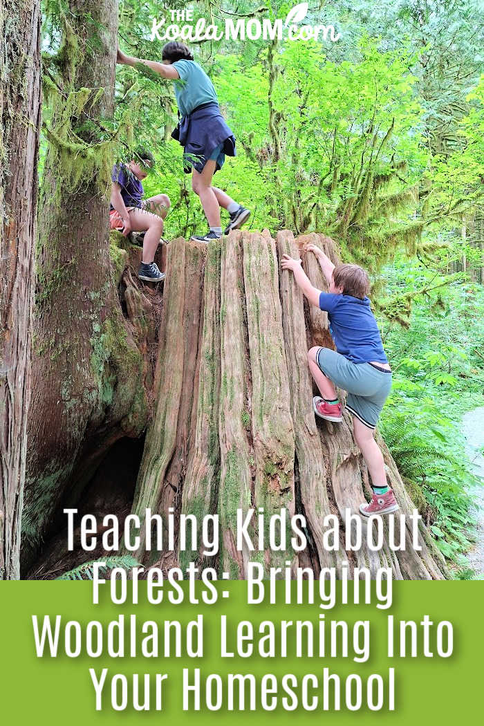 Teaching Kids about Forests: Bringing Woodland Learning Into Your Homeschool. Photo of three kids climbing on a huge stump by Bonnie Way.