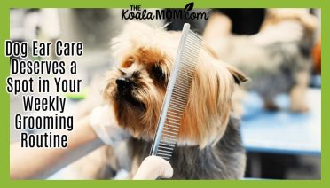Dog Ear Care Deserves a Spot in Your Weekly Grooming Routine. Photo of small, long-haired dog getting combed by Gustavo Fring via Pexels.