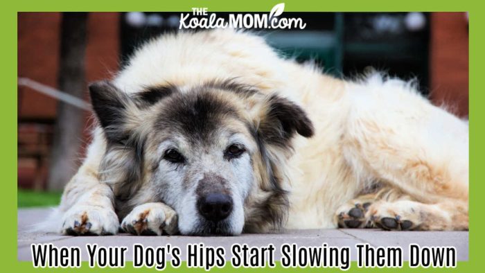 When Your Dog's Hips Start Slowing Them Down. Photo of older, furry white dog laying on the floor by ismail aybey via Pexels.