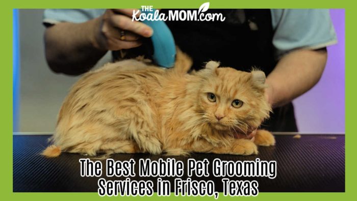 The Best Mobile Pet Grooming Services in Frisco, Texas. Photo of unhappy cat being trimmed by Tima Miroshnichenko via Pexels.
