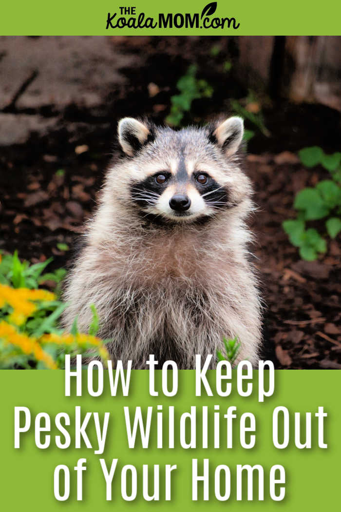 How to Keep Pesky Wildlife Out of Your Home. Photo of raccoon in garden by Andrey Yudkin via Pexels.