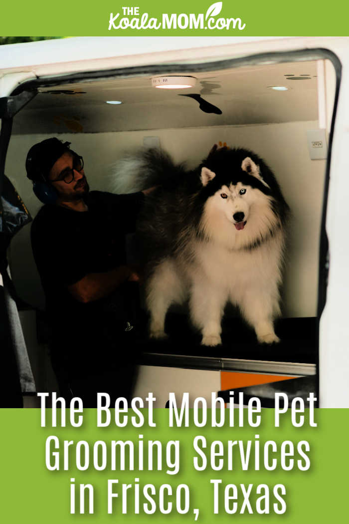 The Best Mobile Pet Grooming Services in Frisco, TX. Photo of man grooming a large black and white dog in a van by Wolf Art via Pexels.