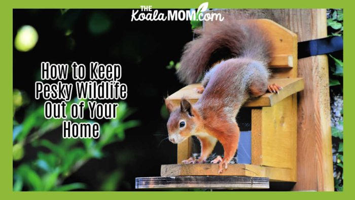 How to Keep Pesky Wildlife Out of Your Home. Photo of squirrel standing upside down on a bird feeder by by Ralph from Pixabay.