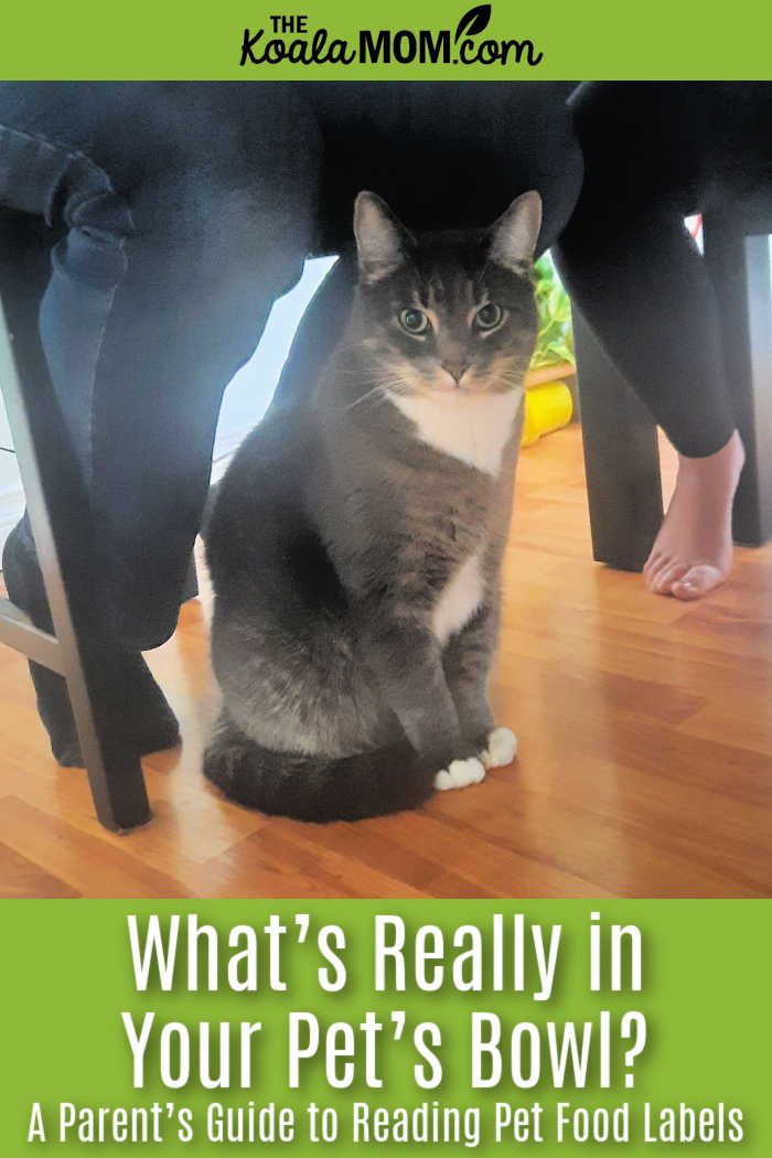 What’s Really in Your Pet’s Bowl? A Parent’s Guide to Reading Pet Food Labels. Photo of grey cat sitting upright under table by Bonnie Way.