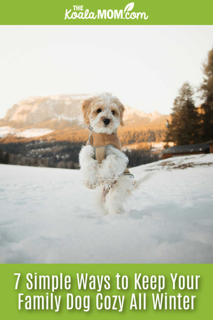 7 Simple Ways to Keep Your Family Dog Cozy All Winter. Photo of small dog standing on hind legs in the snow, wearing a coat, with mountain in the background, by Janosch Jost via Unsplash.