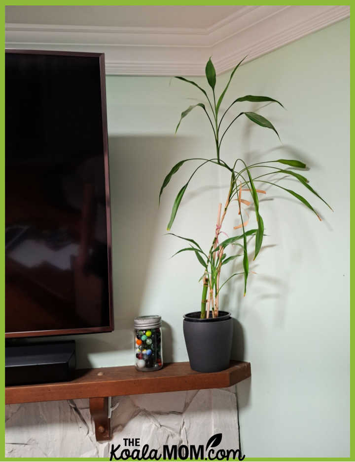 Photo of a dracaena plant sitting on a fireplace ledge beside a TV by Bonnie Way.