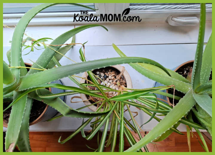 Photo of two aloe plants and a spider plant on a shelf by a window by Bonnie Way.