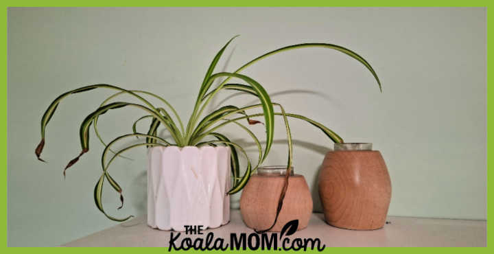 Photo of a spider plant in a white pot on a floating shelf, with two wooden candle stands nearby, by Bonnie Way.