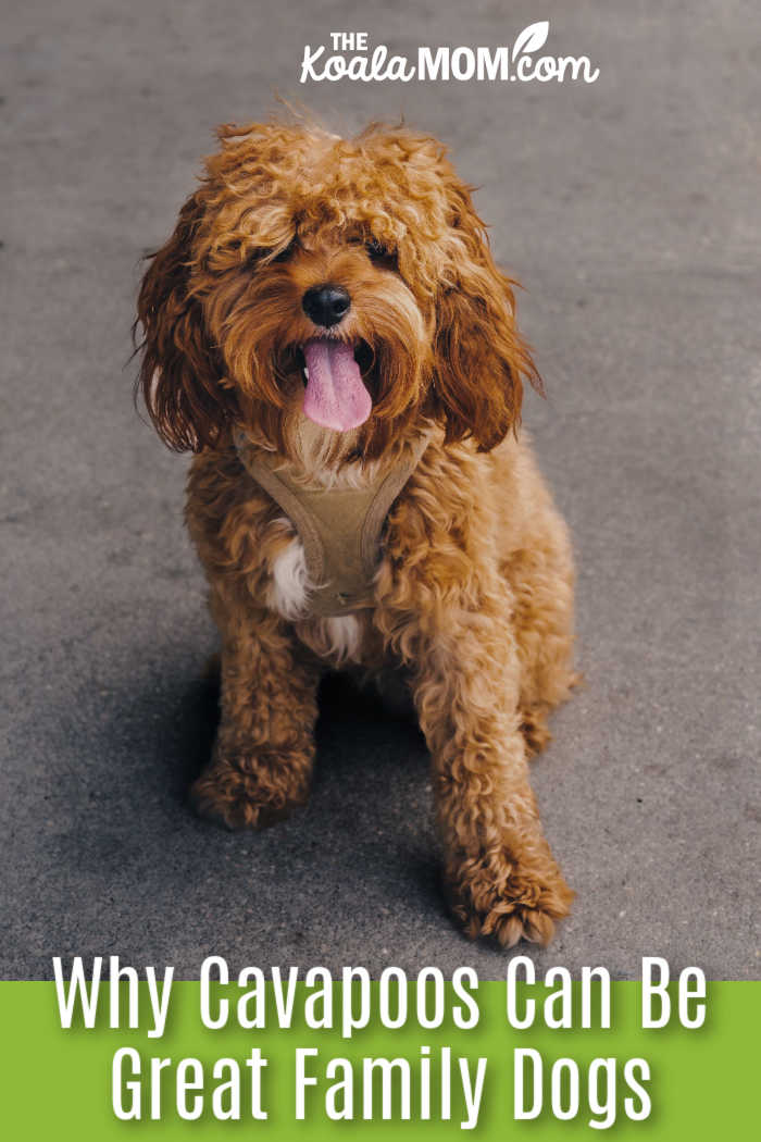 Why Cavapoos Can Be Great Family Companions. Happy Cavapoo dog with curly fur sitting on a concrete surface, tongue out. Photo by Maheshwar Reddy via Pexels.