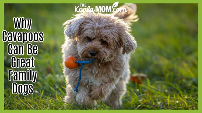 Why Cavapoos Can Be Great Family Dogs. Cute Cavapoo dog enjoying a sunny day outdoors, carrying an orange ball in lush green grass. Photo by Olavi Anttila via Pexels.